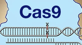 CRISPR-Cas Gene Editing Teaching Resources Page