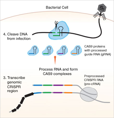 Illustration of how CRISPR-Cas9 defends against future infection