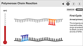 Polymerase Chain Reaction Animation