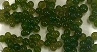 Investigate Photosynthesis and Cellular Respiration with Algae Beads