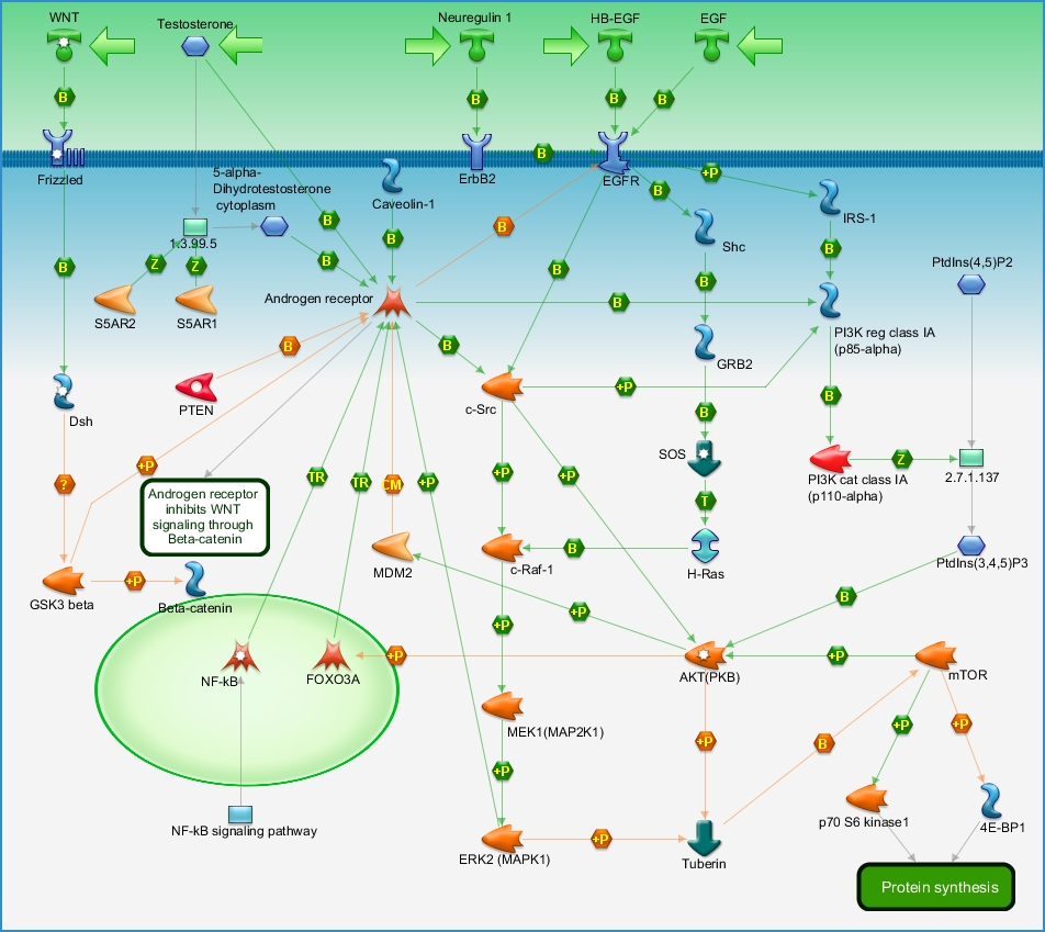 Translation - Non-genomic (rapid) action of Androgen Receptor Pathway Map -  PrimePCR | Life Science | Bio-Rad