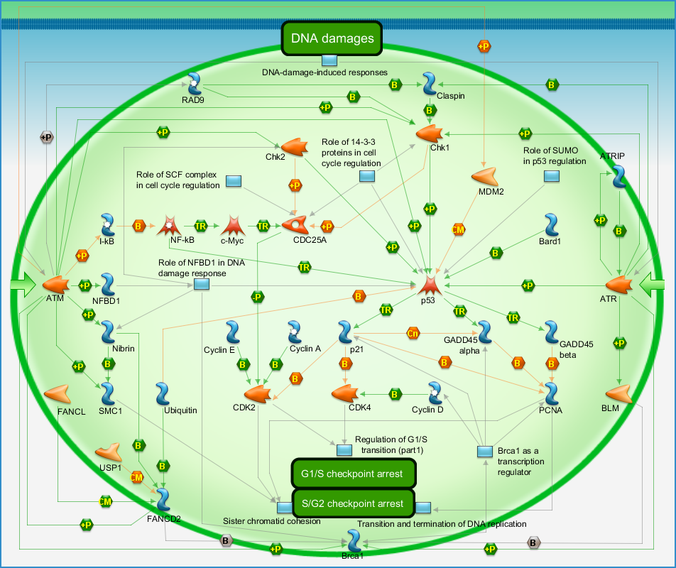 dna damage atm atr regulation of g1 s
