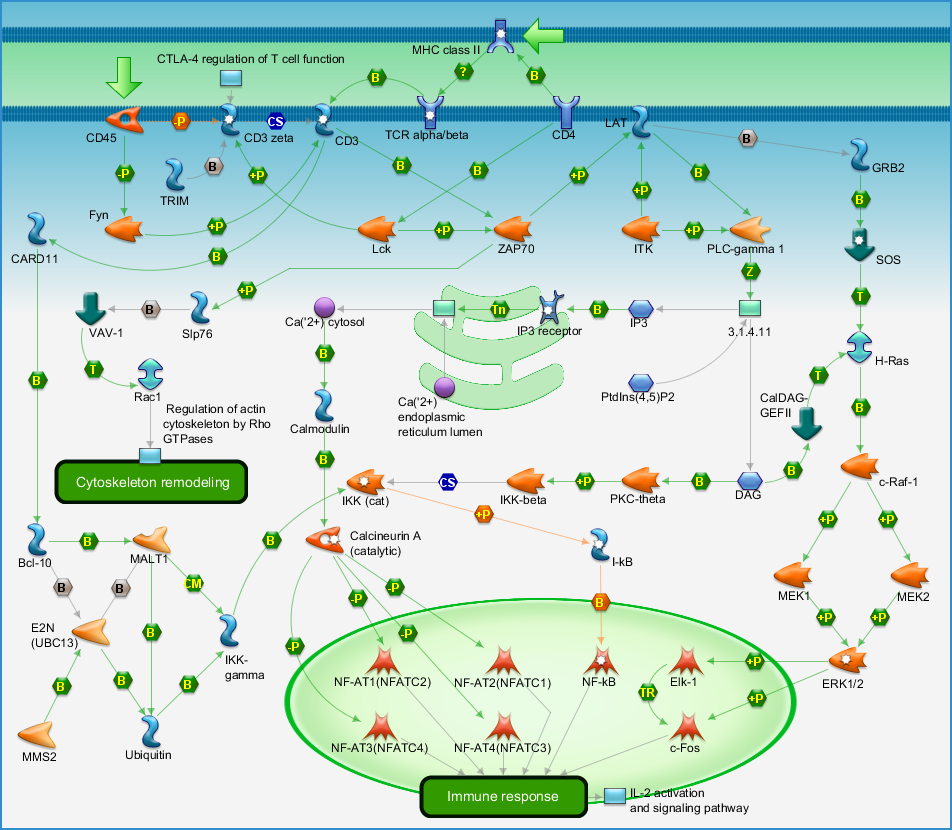 cell-signaling-pathways-osmosis