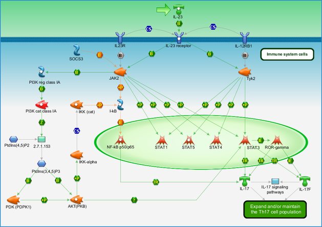 Immune Response Il 23 Signaling Pathway Pathway Map Primepcr Life Science Bio Rad