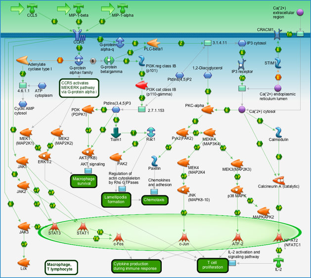 Immune Response Ccr5 Signaling In Macrophages And T Lymphocytes Pathway Map Primepcr Life Science Bio Rad