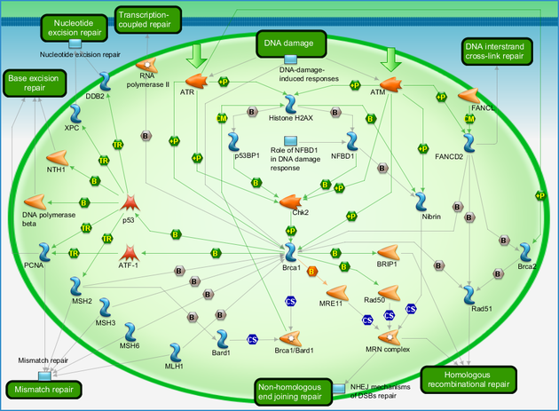 role of brca1 and brca2 in dna repair