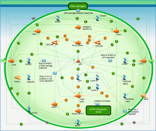 dna damage atm atr regulation of g2