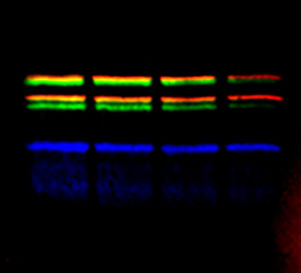 Bio-Rad Fluorescence