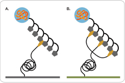Comparison of mono-NTA and tris-NTA binding to His-tagged proteins
