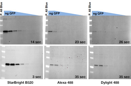 StarBright Blue 520 Fluorescent Secondary Antibodies deliver unmatched sensitivity