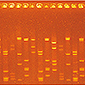 Introduction to PCR Analysis