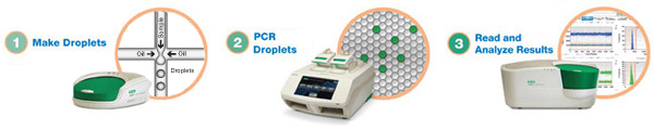 QX100 Droplet Digital PCR system workflow