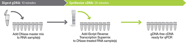 Workflow for DNA Removal and cDNA Synthesis