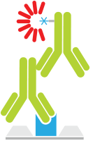 Antibodies for Fluorescent Western Blotting