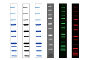 Protein Ladders and Standards (Markers)