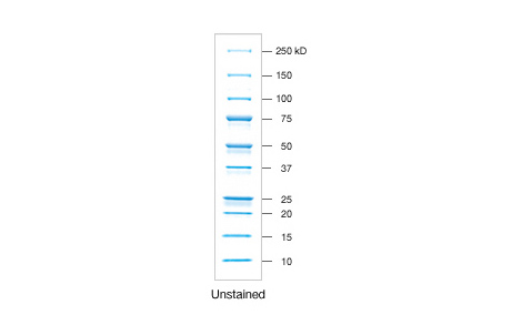 Unstained Protein Standards.