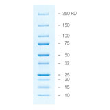 Precision Plus Protein All Blue Prestained Protein Standards #1610373