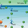 Biochemical and Cellular Assays