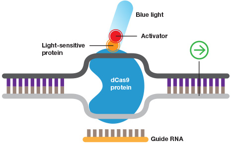 Inducible CRISPR gene activation