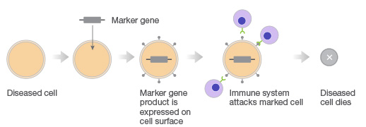 CRISPR gene therapy