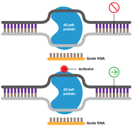 CRISPR transcription inactivation