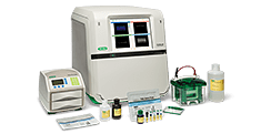 Host Cell Protein Electrophoresis Workflow