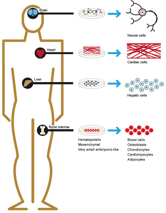 Sources of somatic stem cells in the human body.
