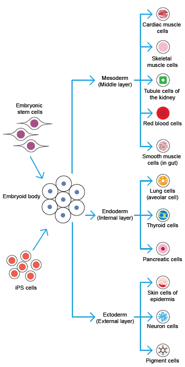Differentiation of Embryonic Stem (ES) and induced pluripotent stem (iPS) cells.