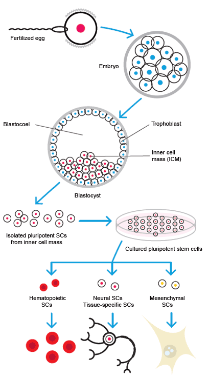 Stem cell differentiation.