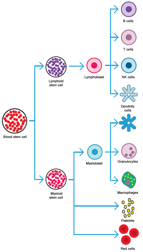 Hematopoietic cell differentiation.