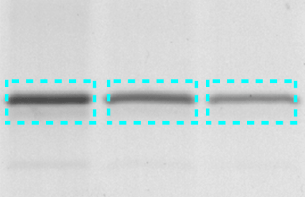 Protein bands surrounded by a  volume box on a western blot image.