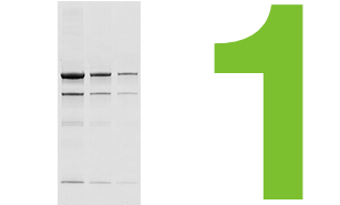 Defining the outlines of each lane on a western blot image for protein quantitation.