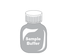 Dilution in Sample Buffer