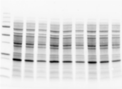 Validated that protein transferred from gel into membrane before protein detection