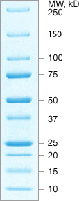 Recombinant protein standards