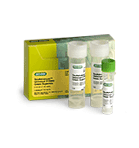 qPCR and PCR Reagents