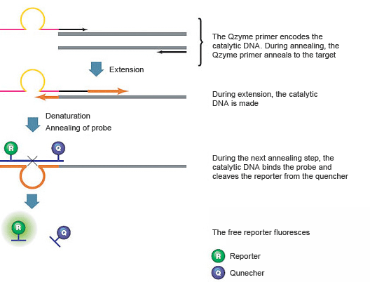 Real-time PCR product detection with the QZyme PCR primer, probe, and ribozyme system.