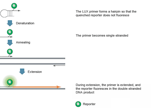 Real-time PCR product detection with the Lux PCR primer and probe combination.