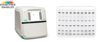 ChemiDoc Touch Stain-Free Enabled Imaging System