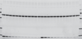 Protein normalization across a wide dynamic range-1