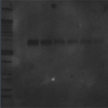 A blot with a high background – Western Blot Doctor - Background Issues