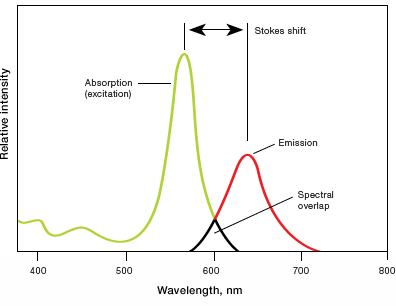 Excitation and emission spectra
