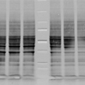 An unevenly transferred blot – Western Blot Doctor - Protein Transfer Issues