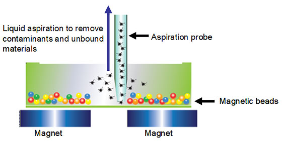 Hands-free washing and separation of magnetic beads