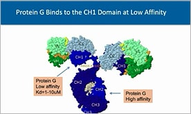Characterizing Functional Domains of Potential Therapeutics with Better Protein Purification