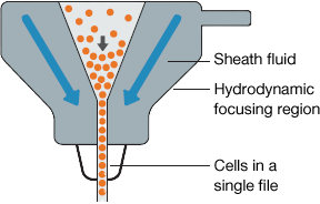 The Bernoulli Effect arranges cells into a single-file line within the fluidics system of a flow cytometer.