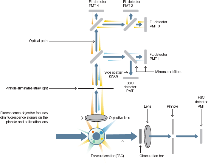 典型的なフロ―サイトメーターの光学検出系概略図。