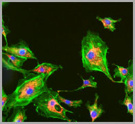 Mitochondria stained with MitoTracker Red CMXRos, F-actin stained with Alexa Fluor 488 Phalloidin, and nuclei stained with DAPI in BPAE cells.