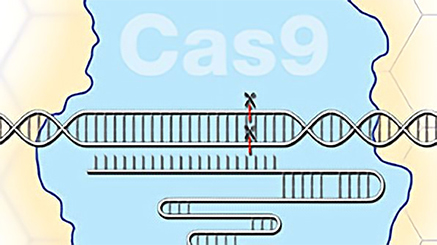 CRISPR Title Image