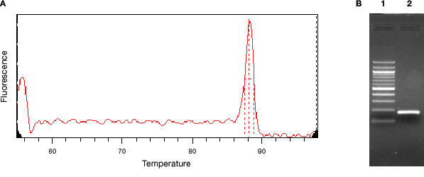 Melting curve showing a single PCR product in a real-time PCR assay.